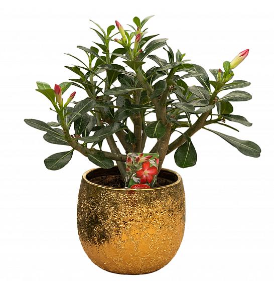 Adenium Anouk; Ø14 cm
