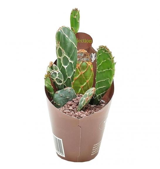 Opuntia Reticulata Cobra Ø6,5 cm