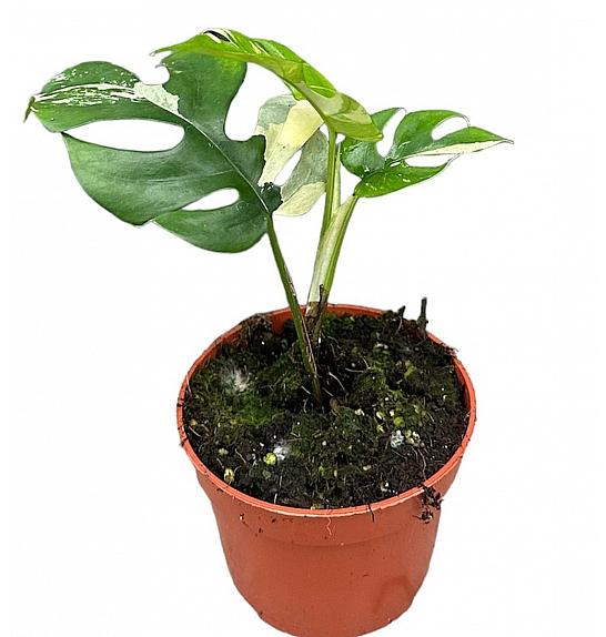 Rhaphidophora Tetrasperma Variegata Ø12