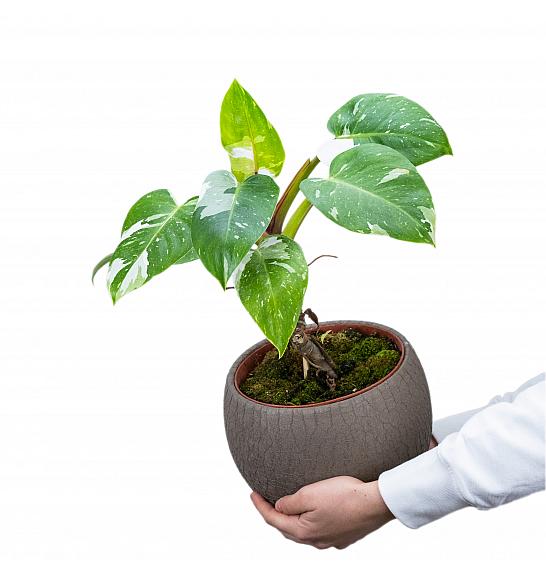 PHILODENDRON WHITE PRINCESS ; Ø17