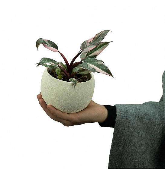 Philodendron Pink Princess Marble; Ø9 cm
