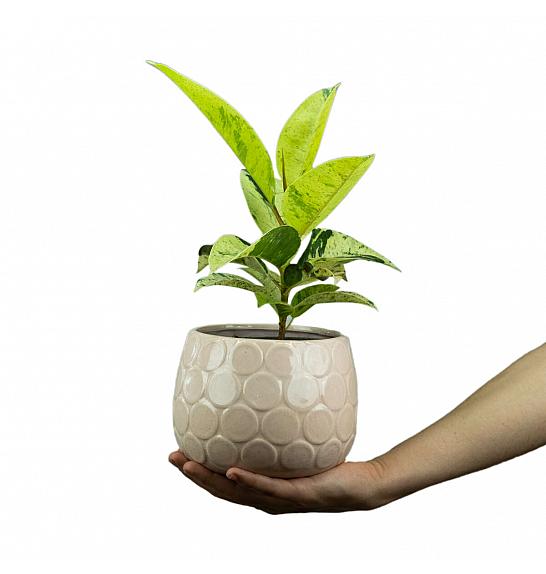 Ficus elastica Shivereana variegata; Ø9 cm