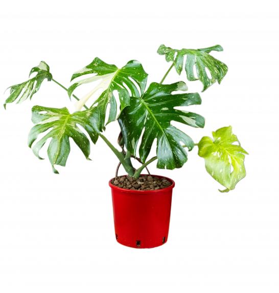 Monstera deliciosa 'Thai Constellation' Ø18