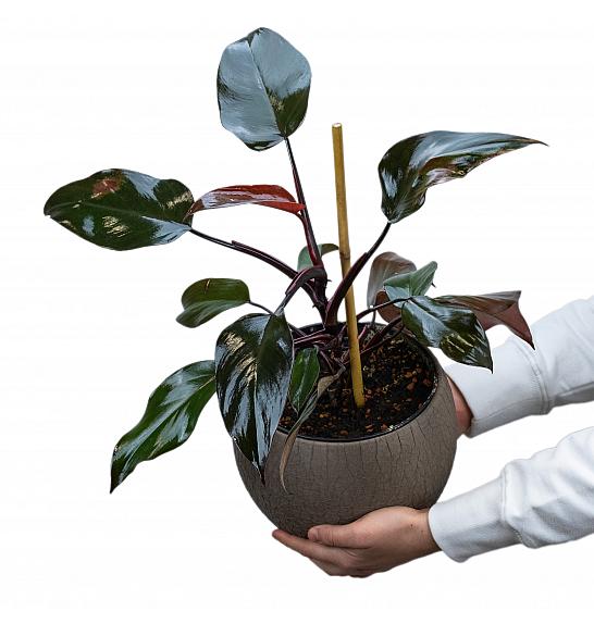 Philodendron Pink Princess ; Ø17 cm