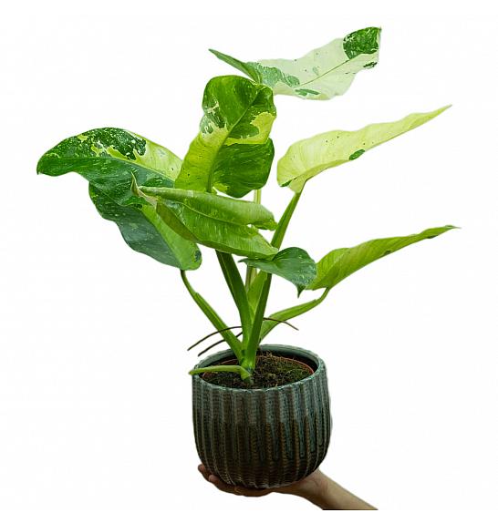 Philodendron Jose Buono ; Ø15 cm