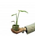 Monstera Thai Constellation - S