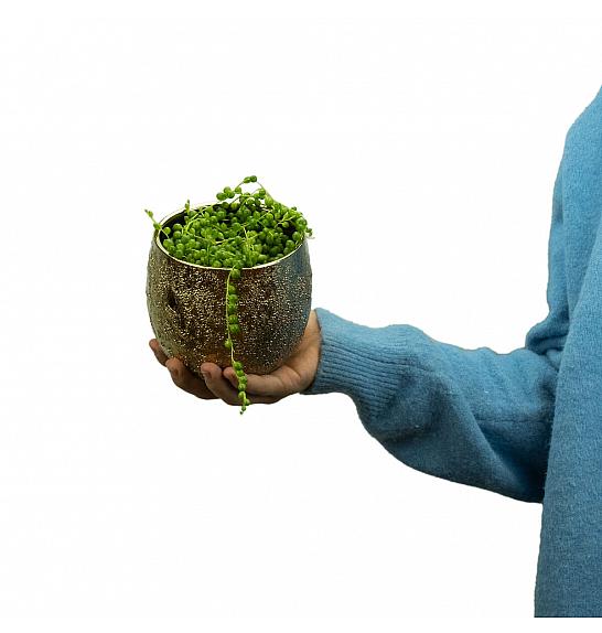 Senecio rowleyanus Ø9 cm