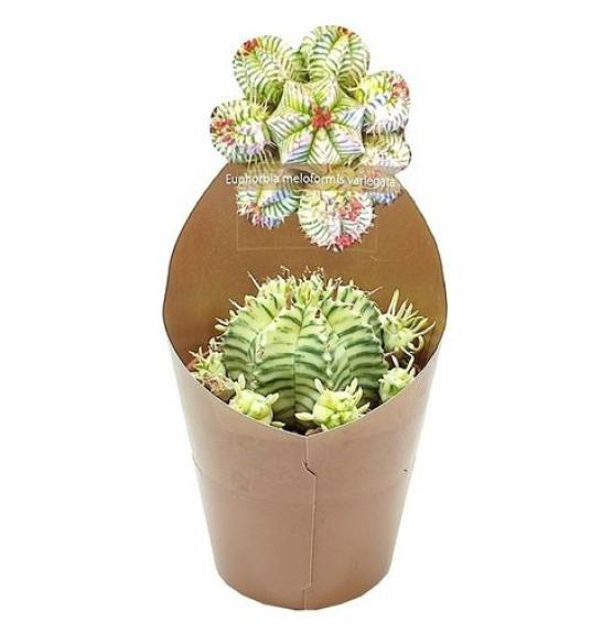 Euphorbia Meloformis Variegata Ø6,5 cm
