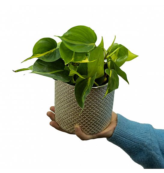 Philodendron scandens Brazil ; Ø13 cm