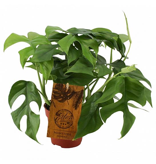 Monstera Minima; 12 cm