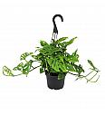 Monstera adansonii - obešanka