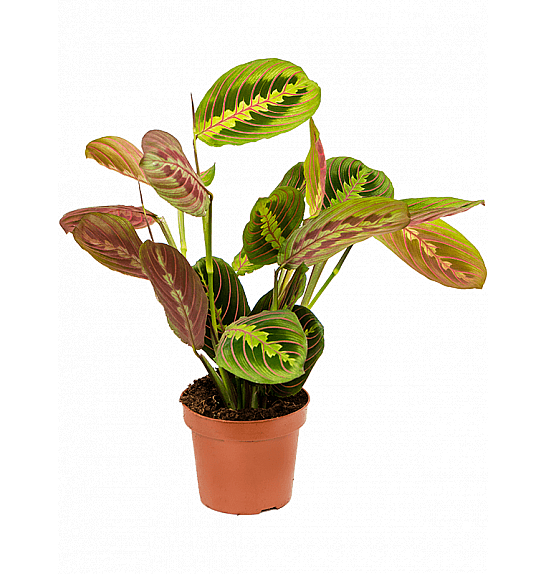 Maranta leuconeura Fascinator; Ø12 cm