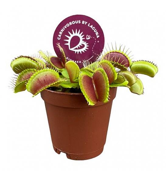 Dionaea muscipula; Ø6 cm