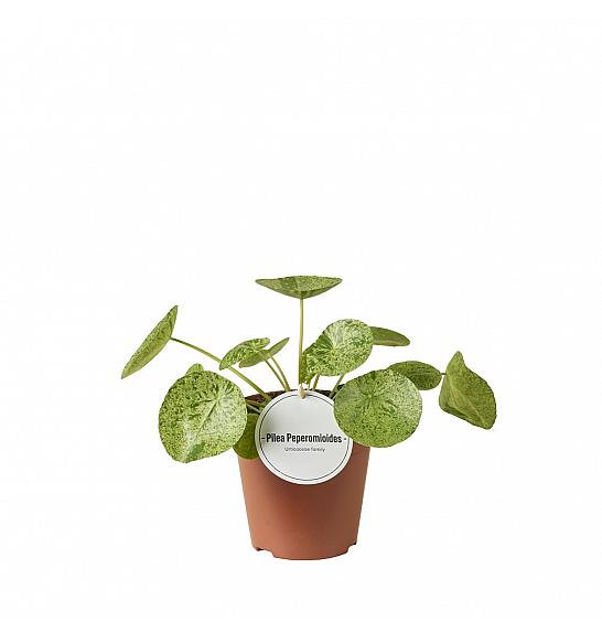 Pilea peperomoides Mojito; Ø13 cm