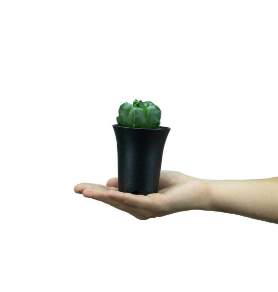 Cactus Asterias; Ø7,5 cm