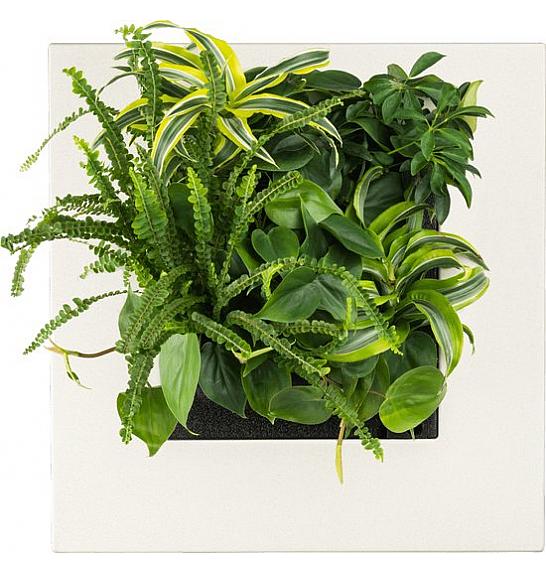 LivePicture GO-White; z zasajenimi rastlinami (51,6 x 51,6 x 11,2 cm)