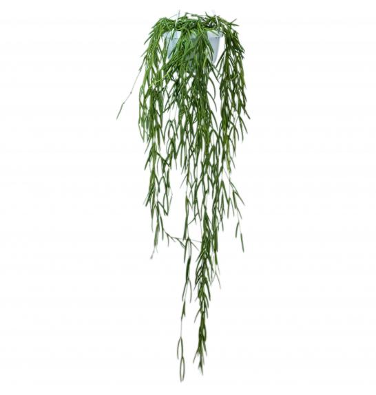 Hoya linearis ; o14 cm