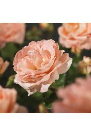 Vzpenjava vrtnica Bonita Renaissance