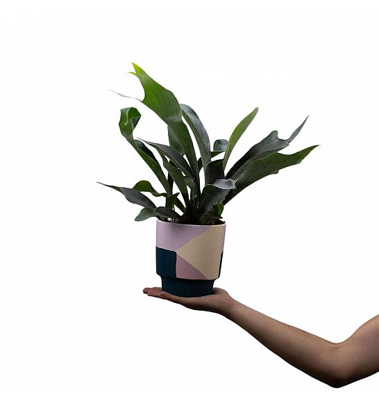 Platycerium bifurcatum; Ø12 cm