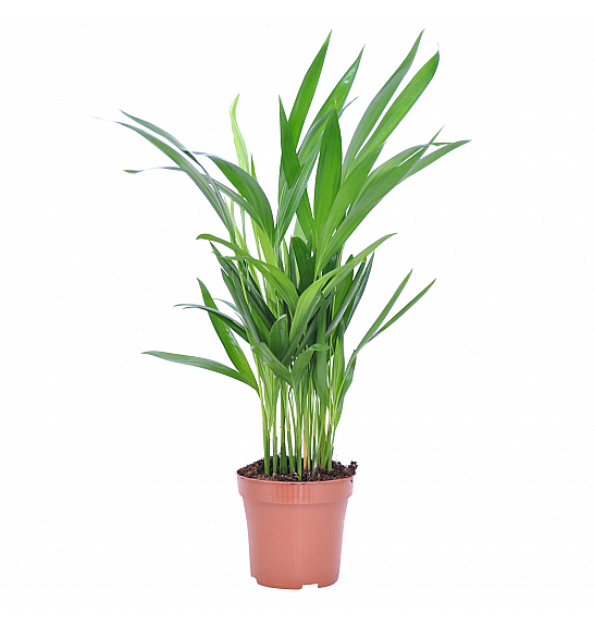 Dypsis lutescens Chrysalidoca Areca; Ø12 cm