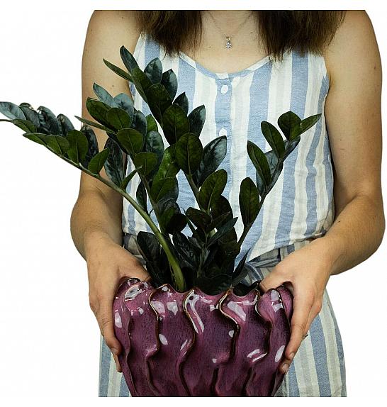 ZAMIOCULCAS; Ø17 RAVEN
