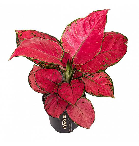 Aglaonema Red Joy Ø12