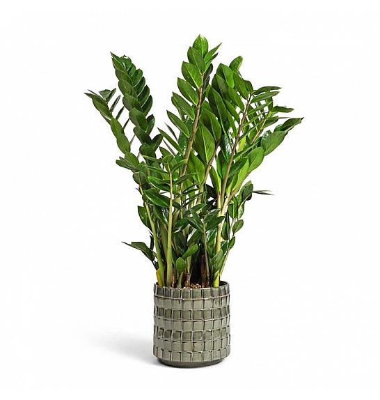ZAMIOCULCAS; Ø12