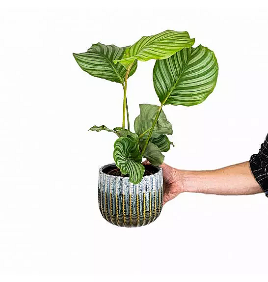 Calathea Orbifolia; Ø12 cm