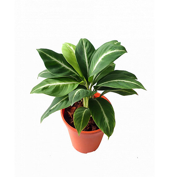 Spathiphyllum Silver Streak; Ø17 cm