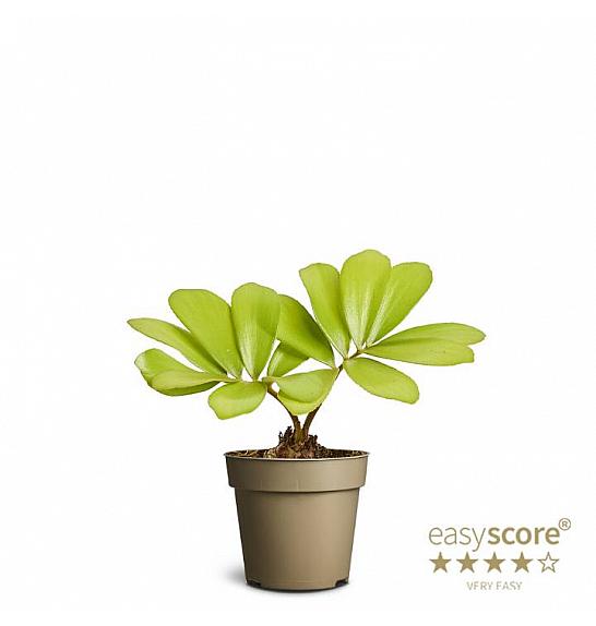 Zamia Furfuracea; o9 cm