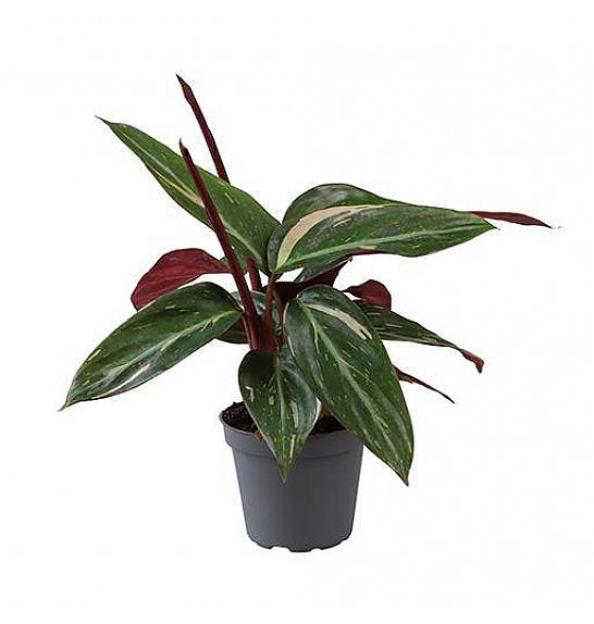 Calathea Magic Star; 6 cm