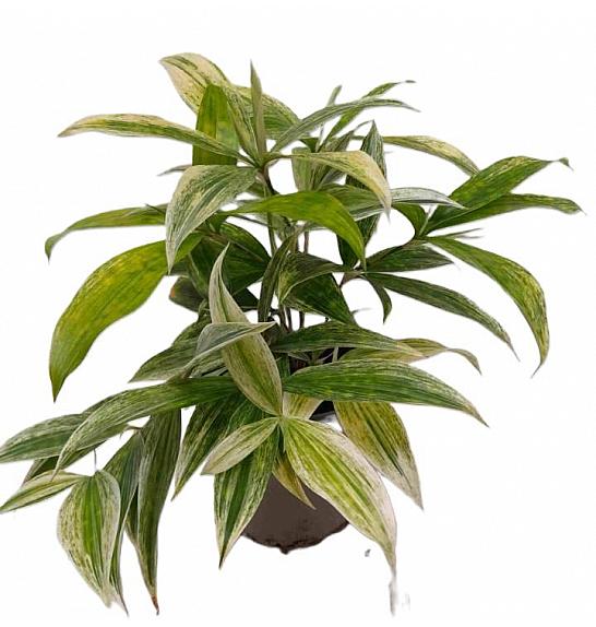 Dracaena godseffiana surculosa Silver; o12 cm