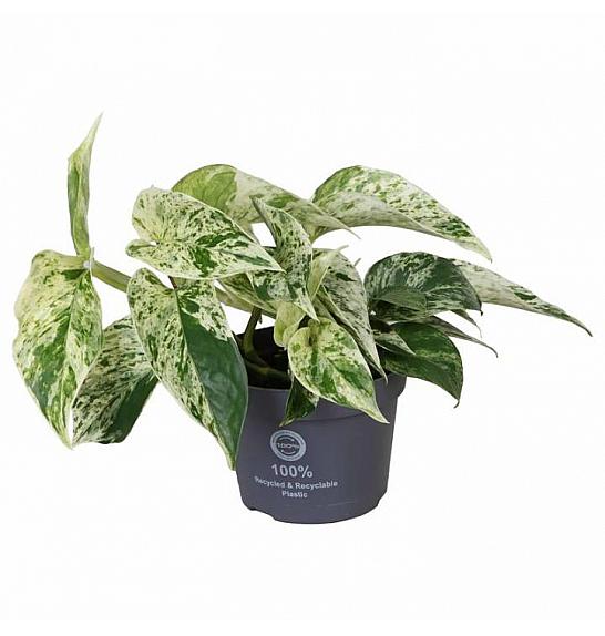 Epipremnum pinnatum Marble Queen; 10,5 cm