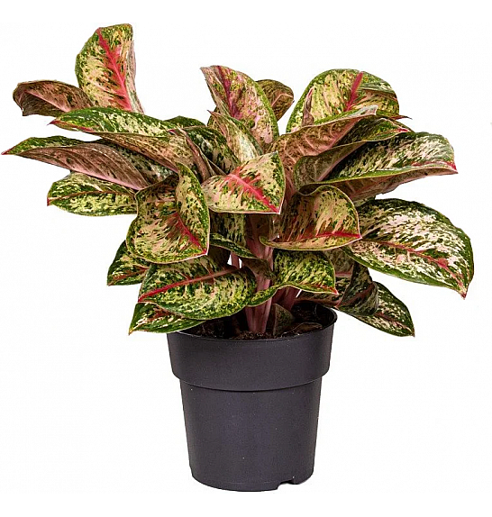 Aglaonema Ø19 Mix