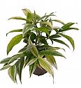 Dracena Silver