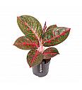 Aglaonema Red Sprinkles; Ø12