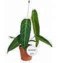 Queen Anthurium M