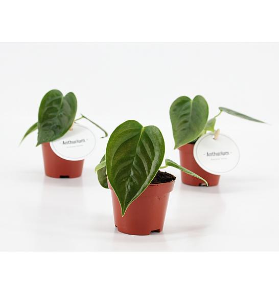 Anthurium Veitchii; o6 cm