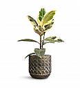 Ficus elastica robusta