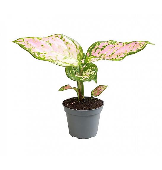 Aglaonema Red Valentine; Ø6 cm