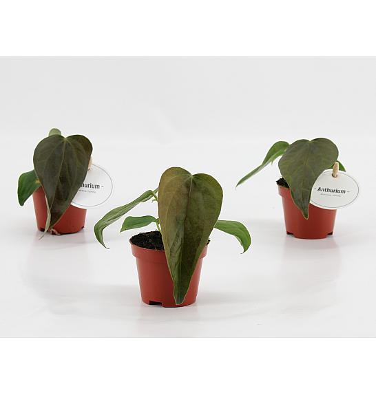 Anthurium Queen of Hearts; Ø 6 cm