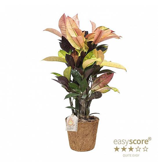 Codiaeum variegatum Batik; o17 cm