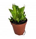 Mesojedka Heliamphora