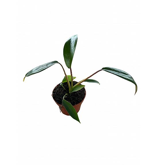 Philodendron Joepii; Ø6 cm