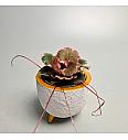 Strawberry begonia