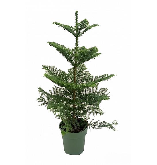ARAUCARIA HETEROPHYLA; Ø21, 100 cm
