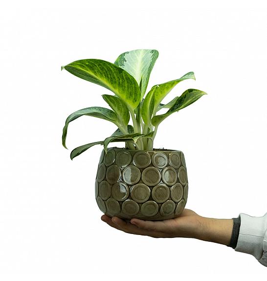 Aglaonema Silver Blue; Ø12 cm