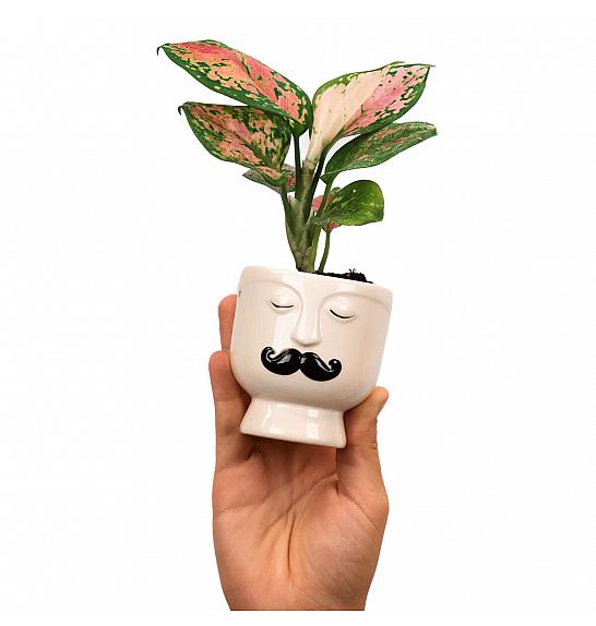 Aglaonema Red Zirkon; Ø6 cm