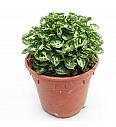 Syngonium Mini M
