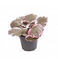 Strawberry begonia